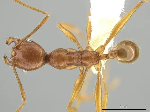 Pheidole lineafrons specimen