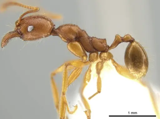 Pheidole lineafrons specimen