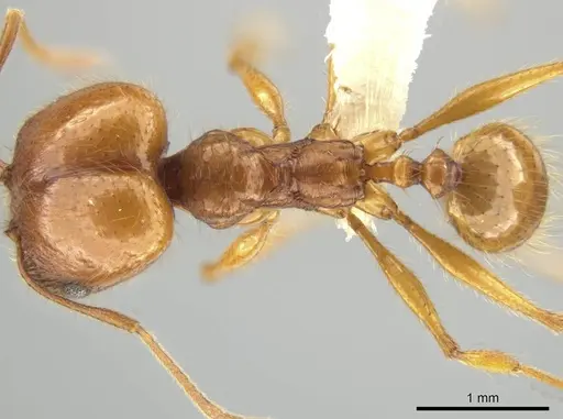 Pheidole lineafrons - CASENT0644875