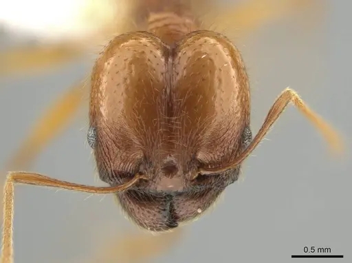 Pheidole lineafrons - CASENT0644875