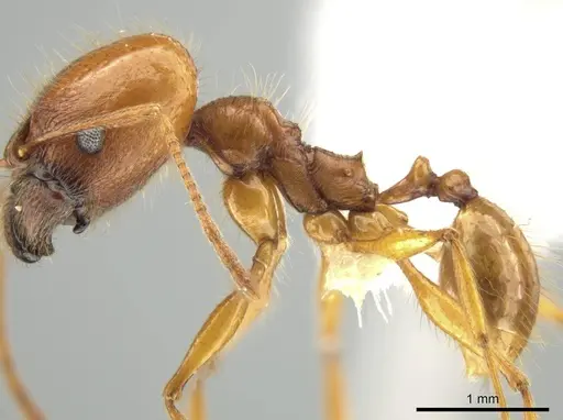 Pheidole lineafrons - CASENT0644875