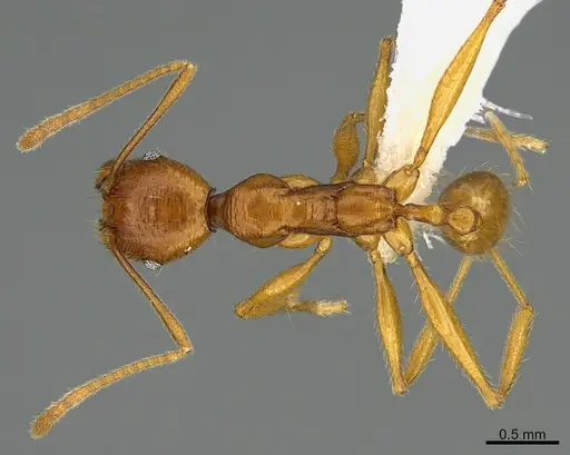 Pheidole lineafrons - CASENT0646549