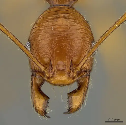 Pheidole lineafrons - CASENT0646549