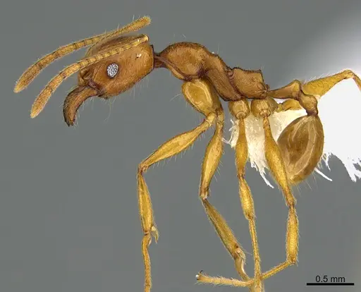 Pheidole lineafrons - CASENT0646549