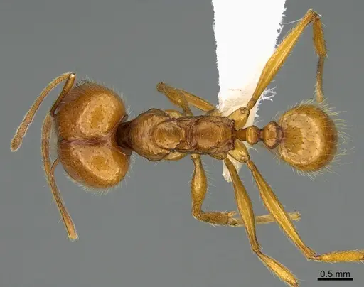 Pheidole lineafrons - CASENT0646552