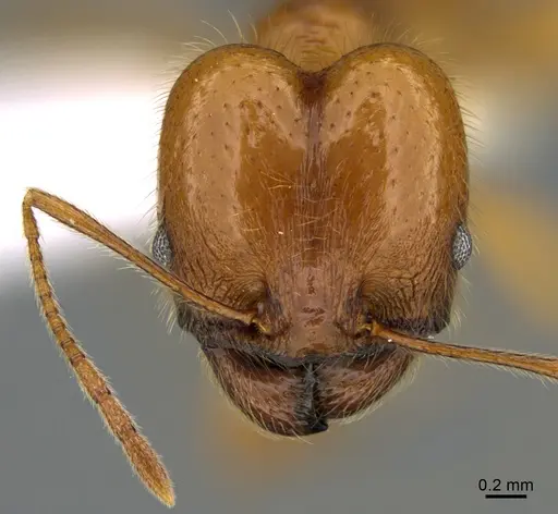 Pheidole lineafrons - CASENT0646552