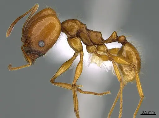 Pheidole lineafrons - CASENT0646552