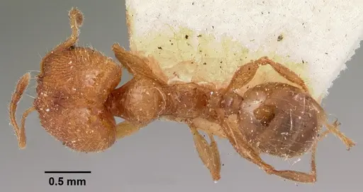 Pheidole litigiosa specimen