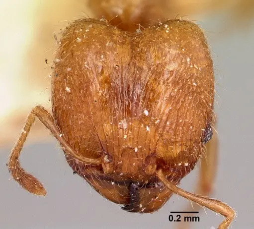 Pheidole litigiosa specimen