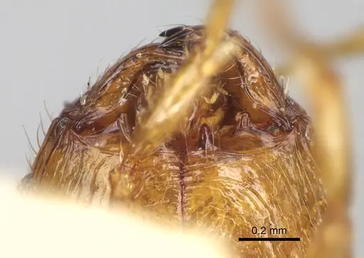 Pheidole litigiosa specimen