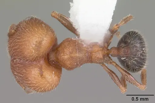 Pheidole littoralis specimen