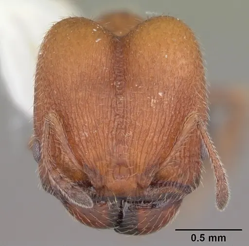 Pheidole littoralis specimen
