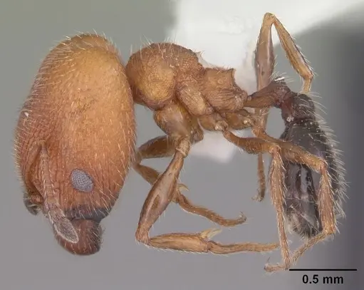 Pheidole littoralis specimen