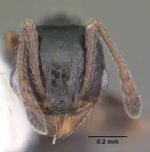 Pheidole littoralis - CASENT0104405
