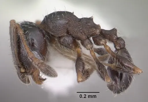 Pheidole littoralis - CASENT0104405