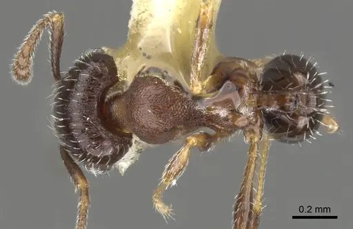Pheidole littoralis - CASENT0901557