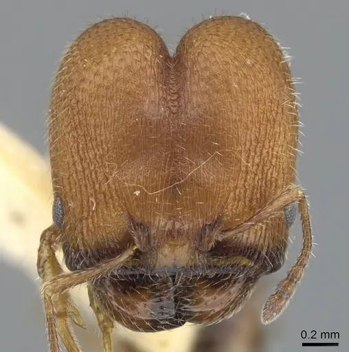 Pheidole littoralis - CASENT0901558
