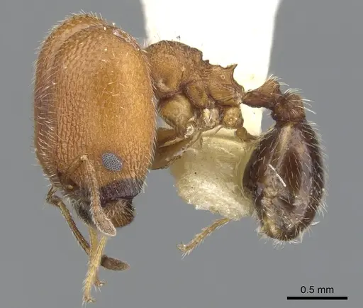Pheidole littoralis - CASENT0901558
