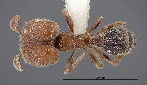 Pheidole littoralis - FMNHINS0000062820