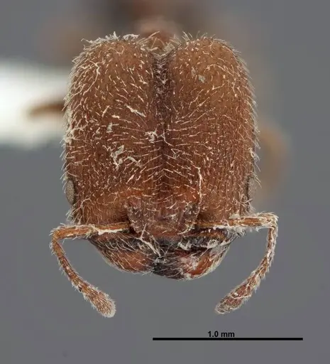 Pheidole littoralis - FMNHINS0000062820