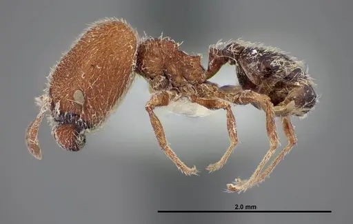 Pheidole littoralis - FMNHINS0000062820