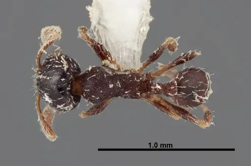 Pheidole littoralis - FMNHINS0000062822