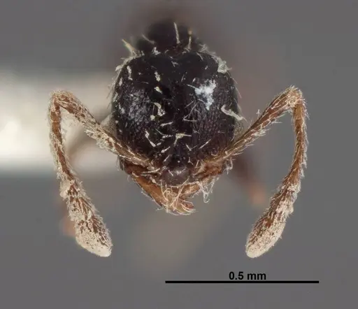Pheidole littoralis - FMNHINS0000062822