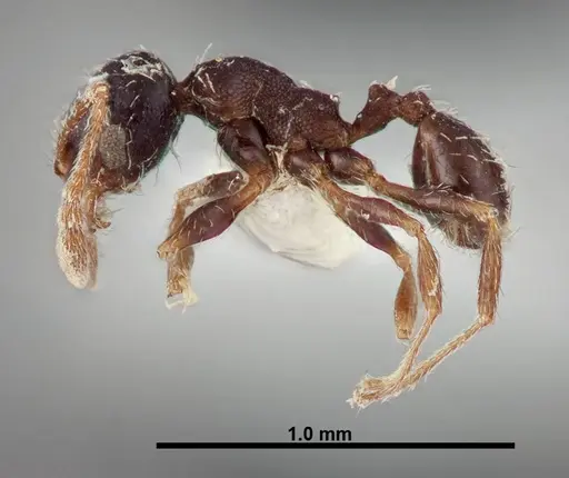 Pheidole littoralis - FMNHINS0000062822