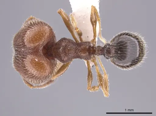 Pheidole littoralis - JTLC000013743
