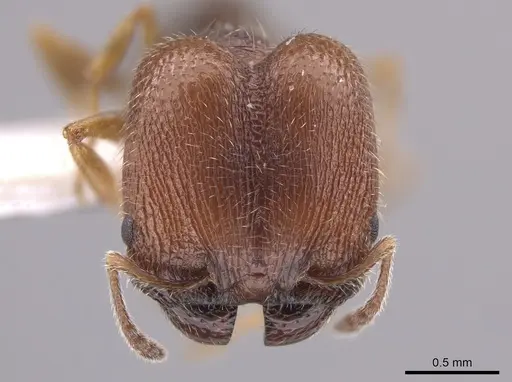 Pheidole littoralis - JTLC000013743
