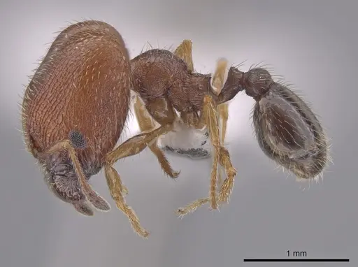 Pheidole littoralis - JTLC000013743