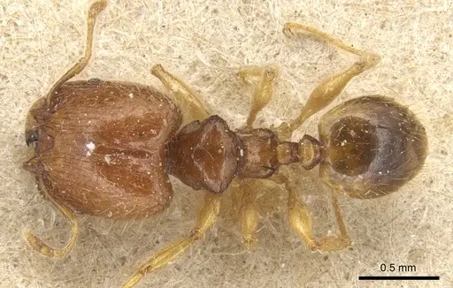 Pheidole lobulata specimen