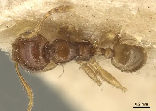 Pheidole lobulata - CASENT0904285
