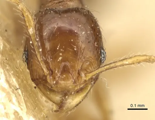 Pheidole lobulata - CASENT0904285