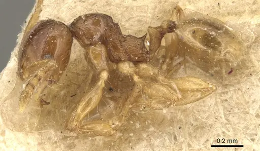 Pheidole lobulata - CASENT0904285