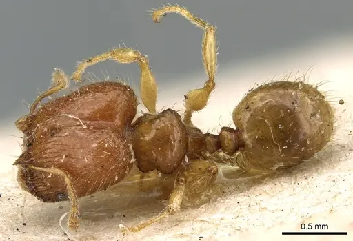 Pheidole lobulata - CASENT0906641