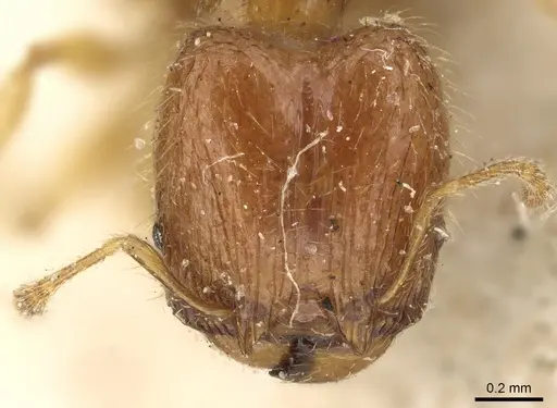 Pheidole lobulata - CASENT0906641