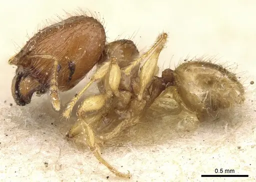 Pheidole lobulata - CASENT0906641