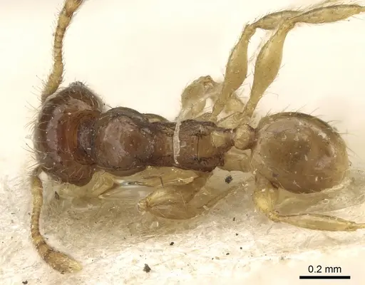 Pheidole lobulata - CASENT0906642