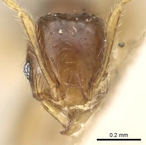 Pheidole lobulata - CASENT0906642