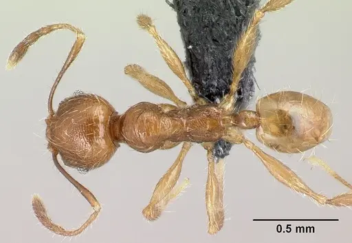 Pheidole loki specimen