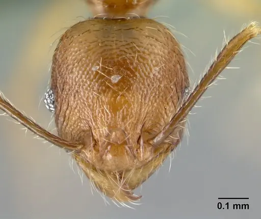Pheidole loki specimen
