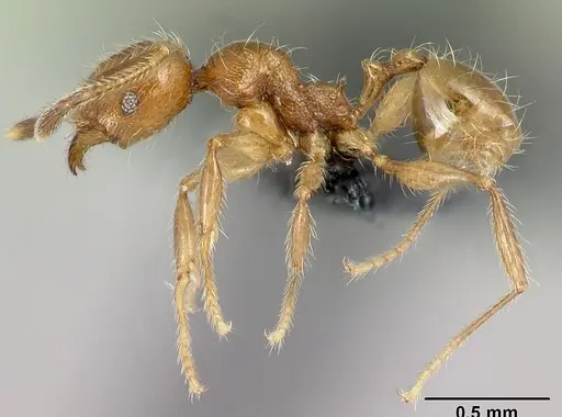 Pheidole loki specimen