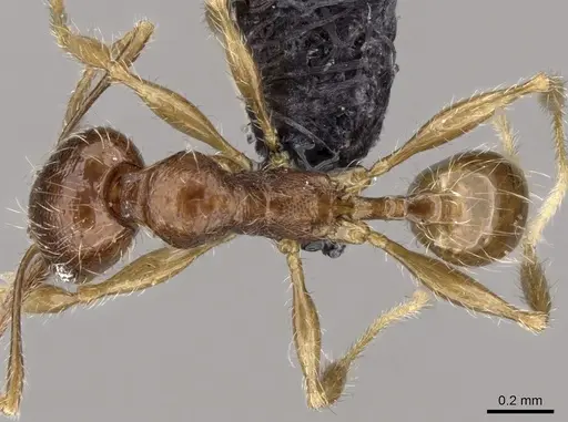 Pheidole loki - CASENT0059150