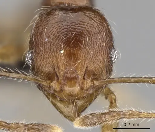 Pheidole loki - CASENT0059150