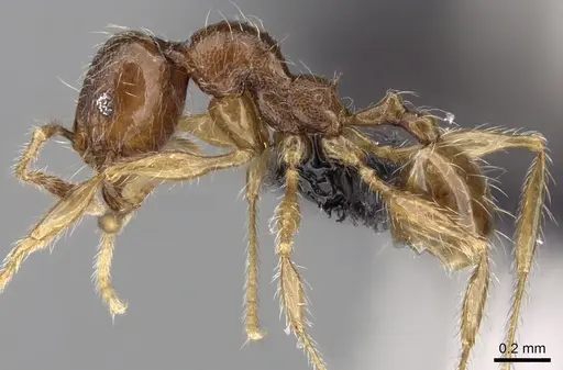 Pheidole loki - CASENT0059150