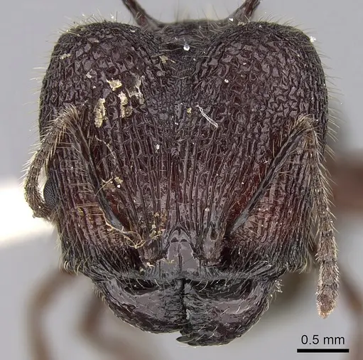 Pheidole lokitae specimen