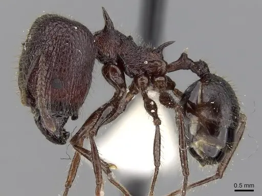 Pheidole lokitae specimen