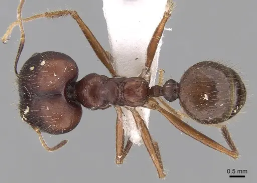 Pheidole longiceps specimen