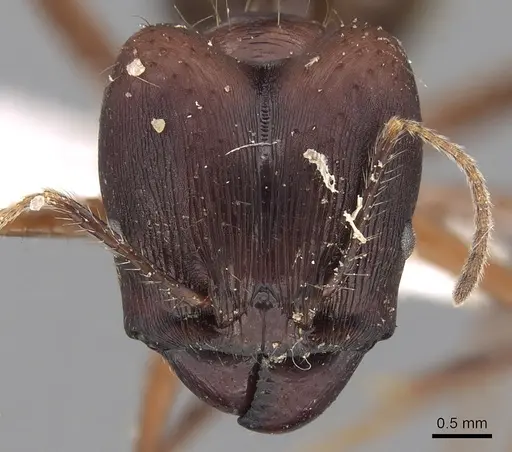 Pheidole longiceps specimen